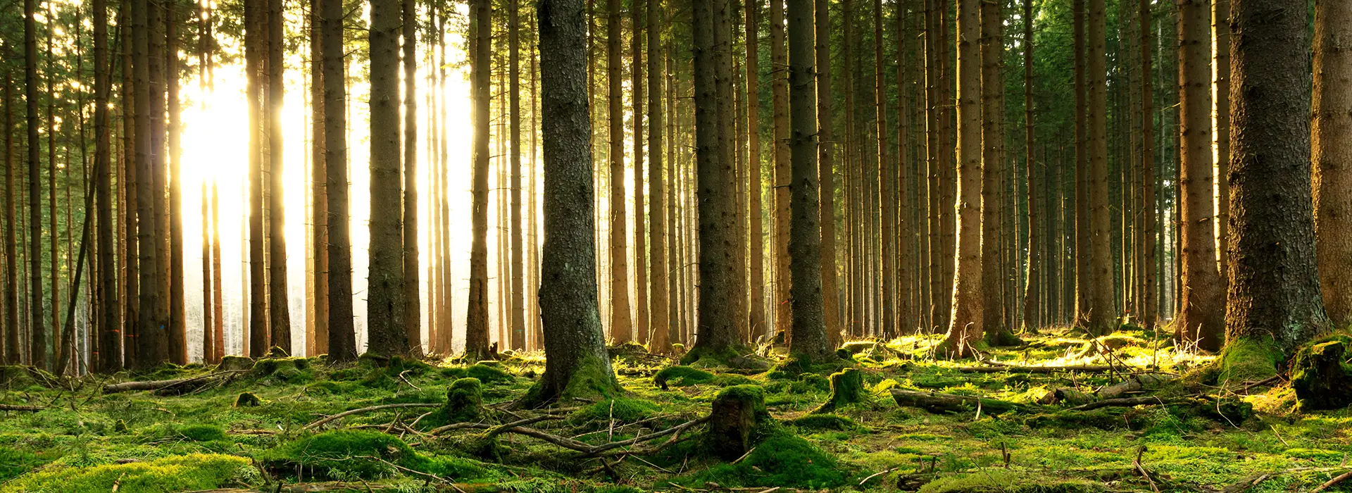 Holz - der Werkstoff