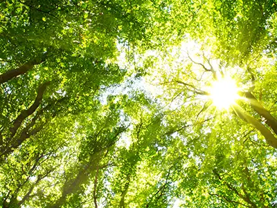 Nachhaltig Bauen mit Holz